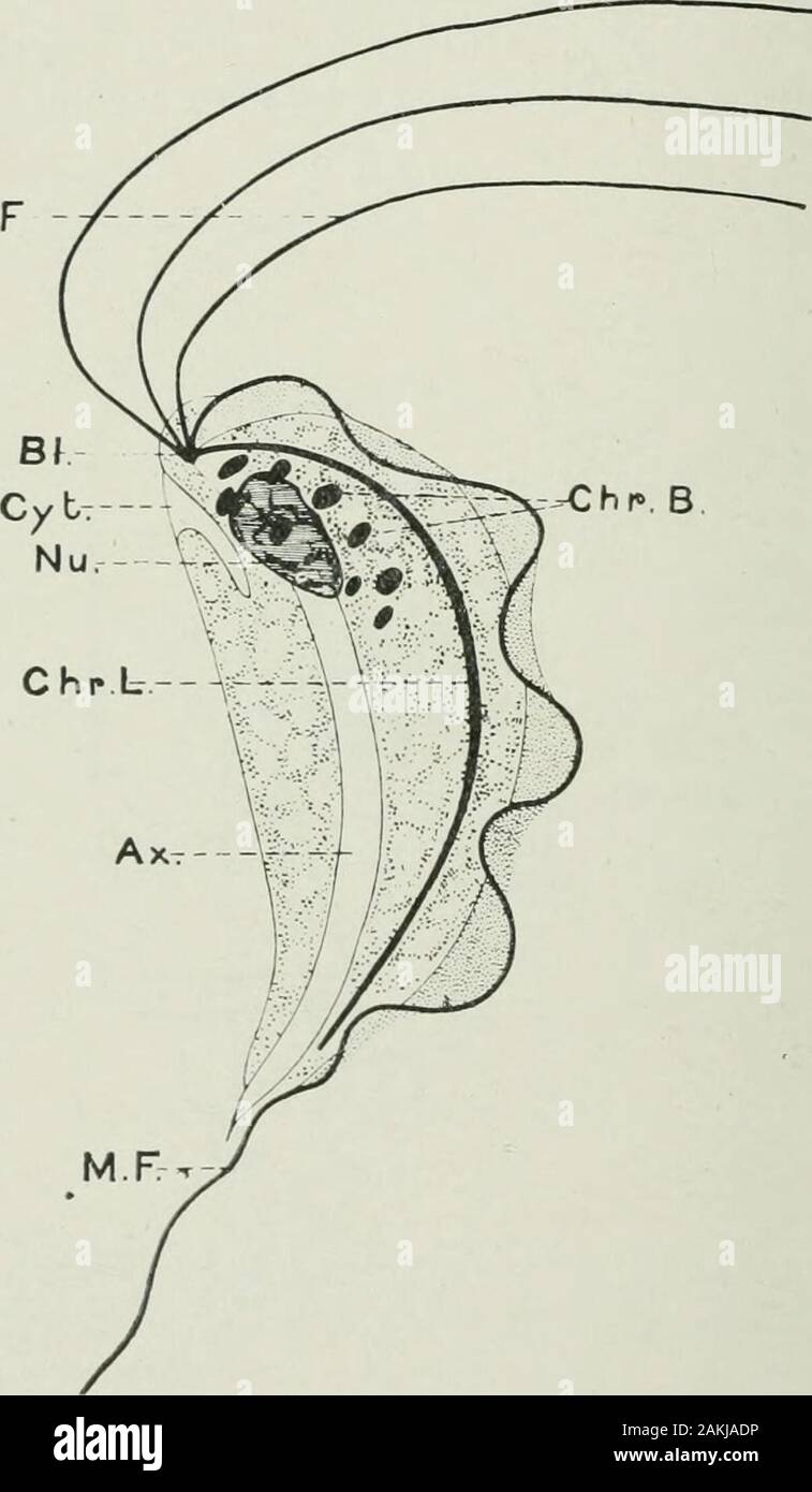 Raccolta documenti . Trichomonas gallinariim, che mostra quattro flagelli libero, mem brane-flagello, blepliaroplast, cytostome, nucleo, chromaticblocks, e linea cromatica. divisione di forme attive che sembra essere caduto a thelot dei lavoratori in precedenza su forme simili, ma abbiamo alsogot una interessante serie di nuove fasi che dobbiamo areconvinced, giocano un ruolo importante nella costruzione finale del ciclo di vita di queste forme. (2) a causa della facilità con cui è possibile obtainnewly pulcini usciti dal guscio e mantenerli liberi da ogni animale 56 C. H. MARTIN E MUKIEL EOBERTSON. parassiti, Foto Stock