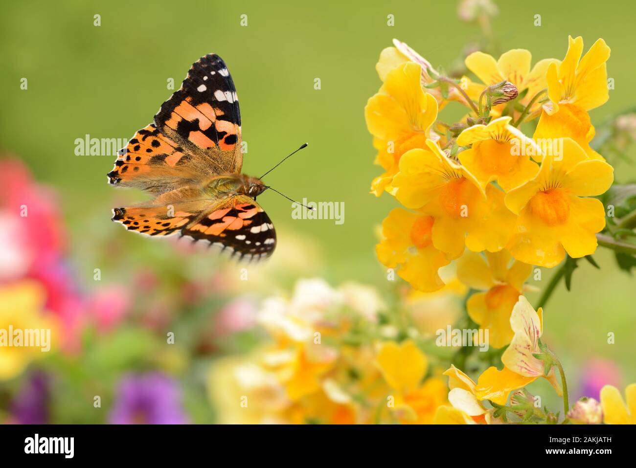 I fiori sono un simbolo della felicità nella vita che rende il cuore sereno  e tranquillo Foto stock - Alamy