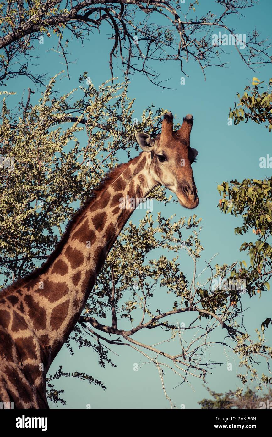 Giraffa di fronte all'albero Foto Stock