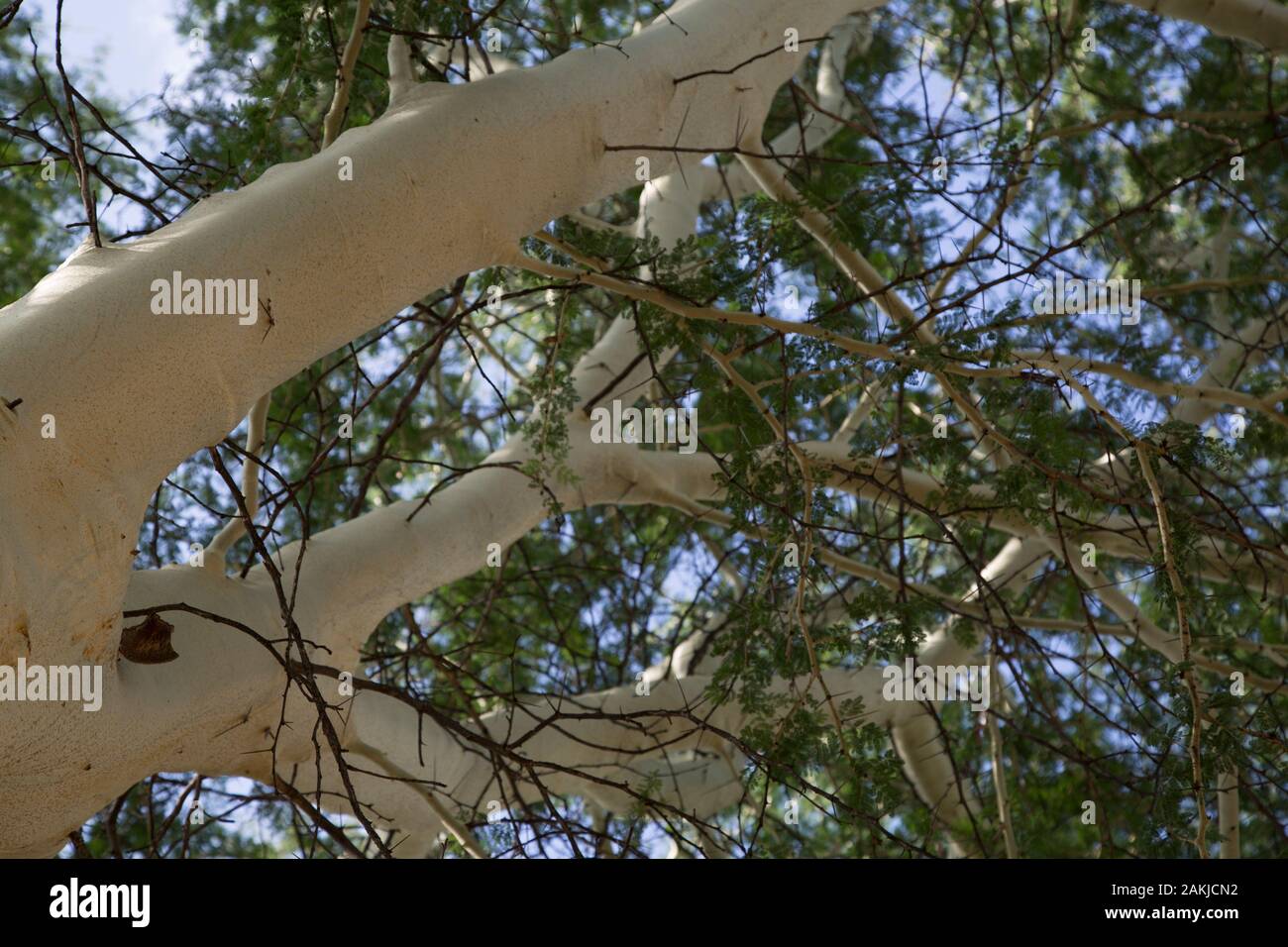 Vachellia Xanthophloea, febbre Albero girato dal di sotto Foto Stock
