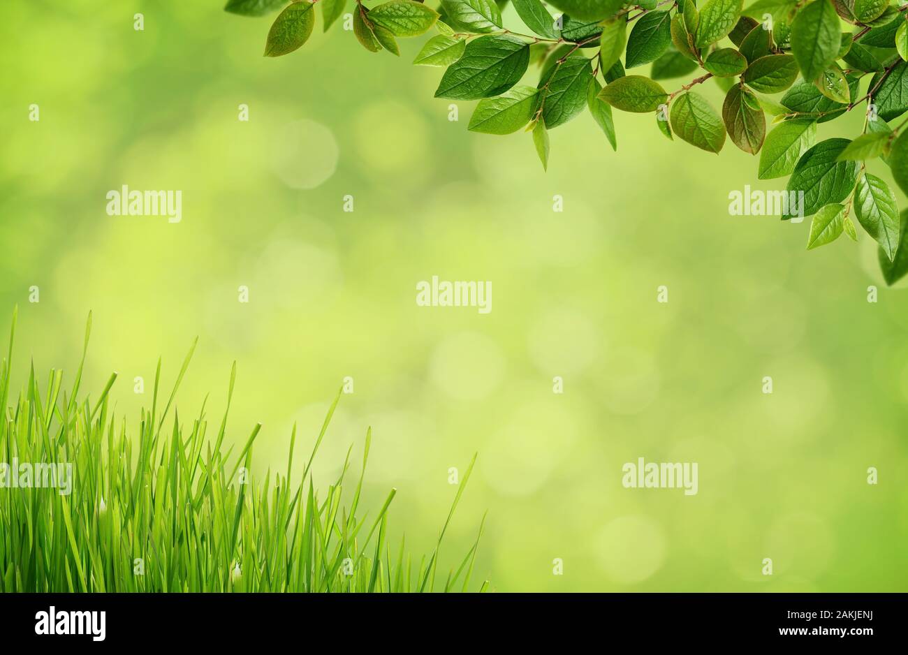 Green sfondo sfocato con erba e fioritura di primavera rami con piccole foglie verdi negli angoli Foto Stock