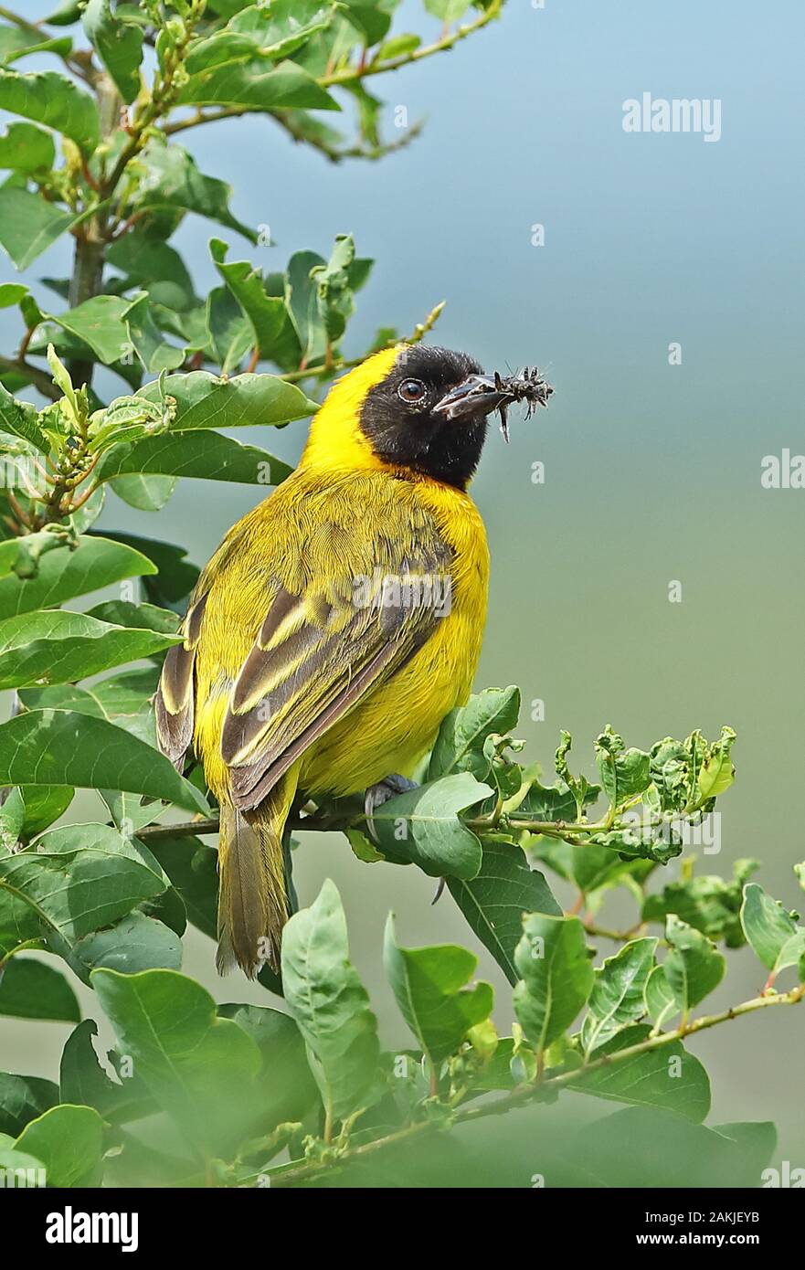 Snello fatturati Weaver (Ploceus pelzelni pelzelni) maschio adulto con insetti in bill Queen Elizabeth National Park, Uganda Novembre Foto Stock