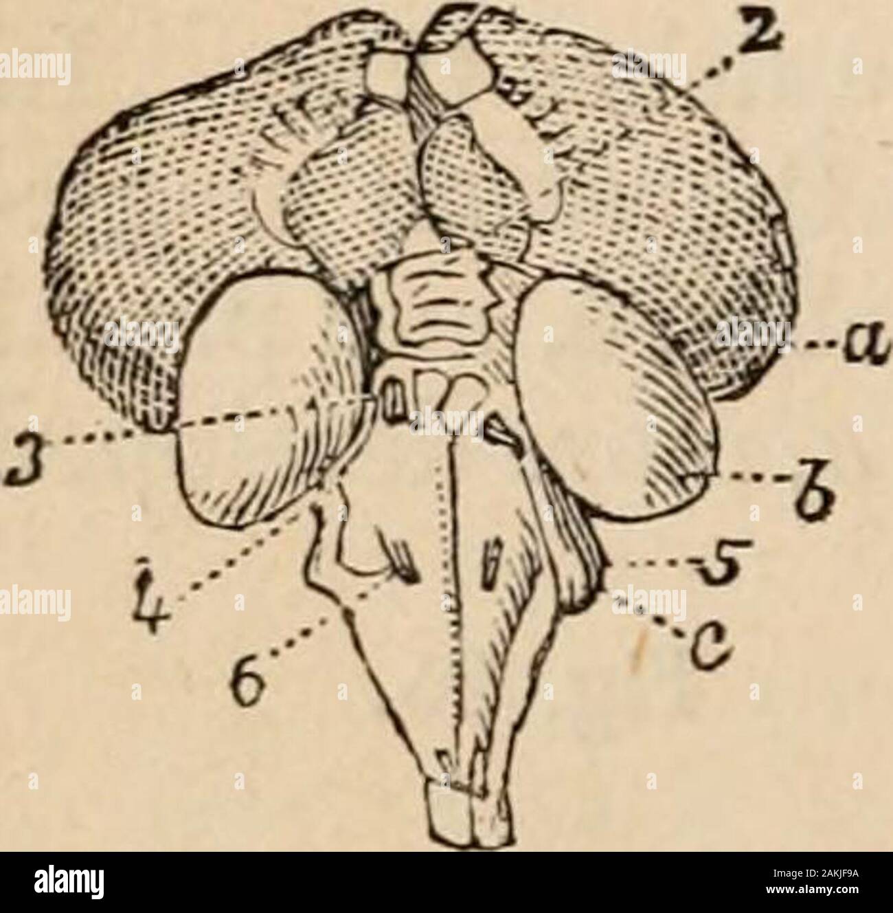 Contorni della fisiologia comparate toccando la struttura e lo sviluppo delle razze di animali viventi e estinti : per l'uso di scuole e collegi . 46 Sistema nervoso e la sensazione generale.. lumns del midollo espandere nel suo interno, dando off brancheswhich sono coperti dalla sostanza grigia e la formazione di un arborvitse. L'ottica lobi sono notevolmente sviluppato e seenat b, dietro gli emisferi. Quando questi organismi sono separati,/• osserviamo la commissura anteriore legato- ing il terzo ventricolo ; pineale e pituitarybodies sono distinti; le semisfere aregreatly aumentate in termini di volume Foto Stock