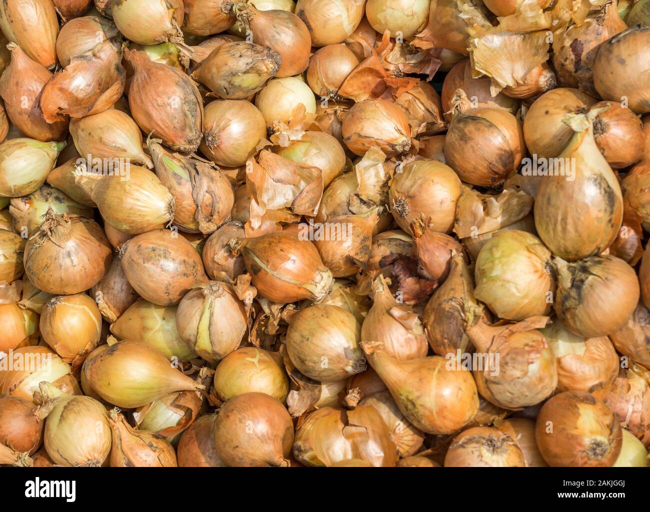 Onion texture sul mercato Foto Stock