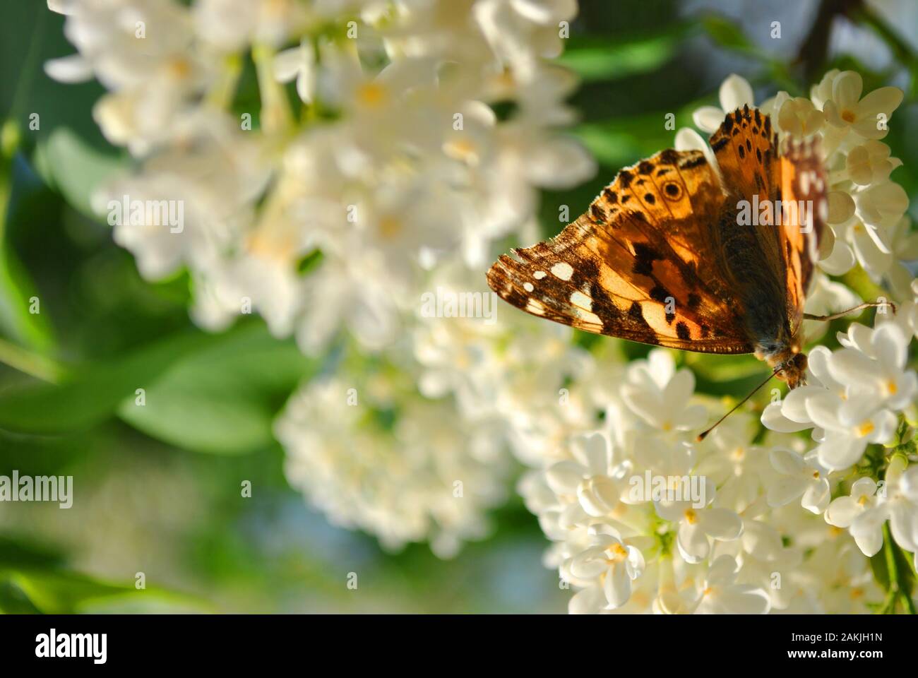 La grande tartaruga o tale malattia tartaruga (Nymphalis polychloros) seduto sul bianco fiori lilla close up dettaglio, morbido sfondo sfocato Foto Stock