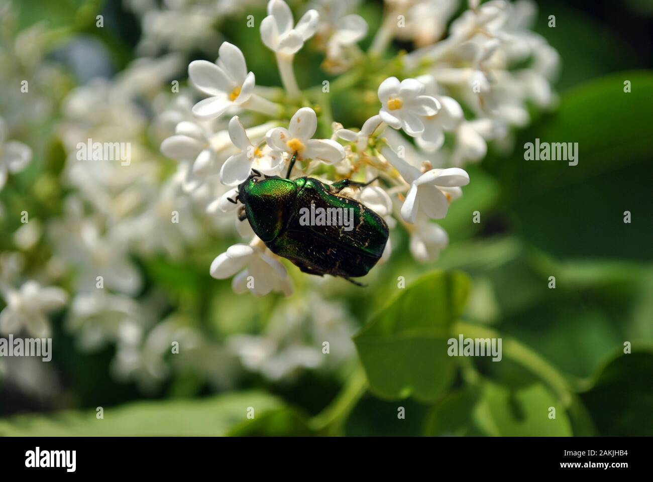 Cetonia aurata (rose chafer, verde rose chafersitting) beetle seduto sul bianco fiori lilla close up dettaglio, morbido blu sfocate sullo sfondo del cielo Foto Stock