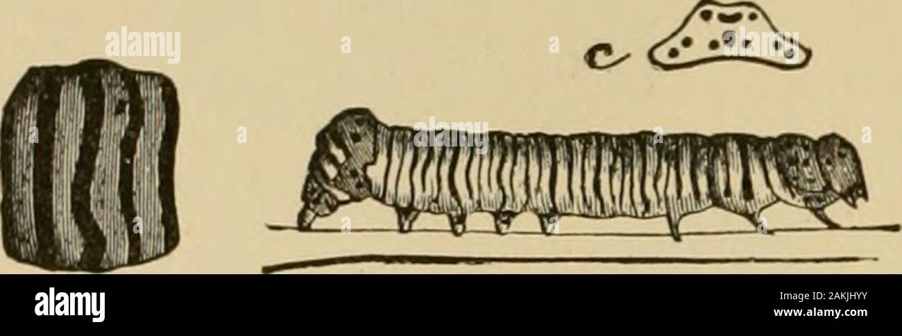 Insetti dannosi per frutti . ew giorni. Di solito ci sono due covate eachyear, le tarme che figurano sul parafango in maggio e agosto,i bruchi in giugno e in luglio e in settembre. La falena è illustrato abbiamo mangiato nella figura. Si tratta di un molto beautifulcreature, di un profondo colore blu-nero, con due grandi pale-yellowspots su ciascuno dei parafanghi anteriori e due macchie bianche su eachof hind ali. Nella figura la falena femmina è offrono-rappresentavano ; il maschio ha le macchie sulle ali proportionatelylarger, e una cospicua segno bianco lungo la punta di theabdomen. La spalla-coperchi sono gialli e le gambe partlyo Foto Stock