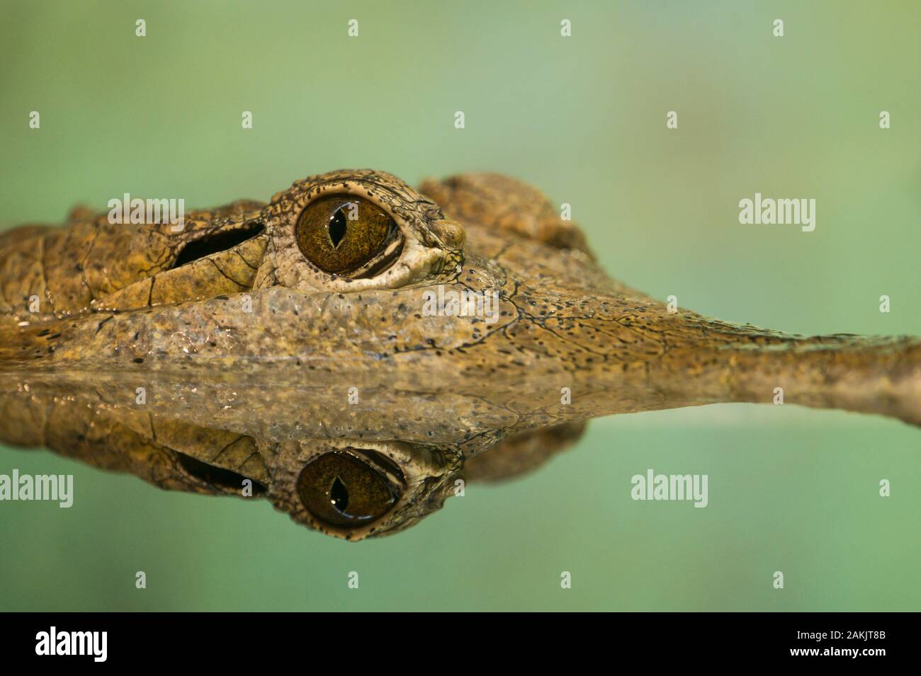 Coccodrillo australiano con la testa e gli occhi riflessi nell'acqua del fiume. Questo esemplare visto nel Parco Nazionale di Kakadu, territorio del Nord Foto Stock