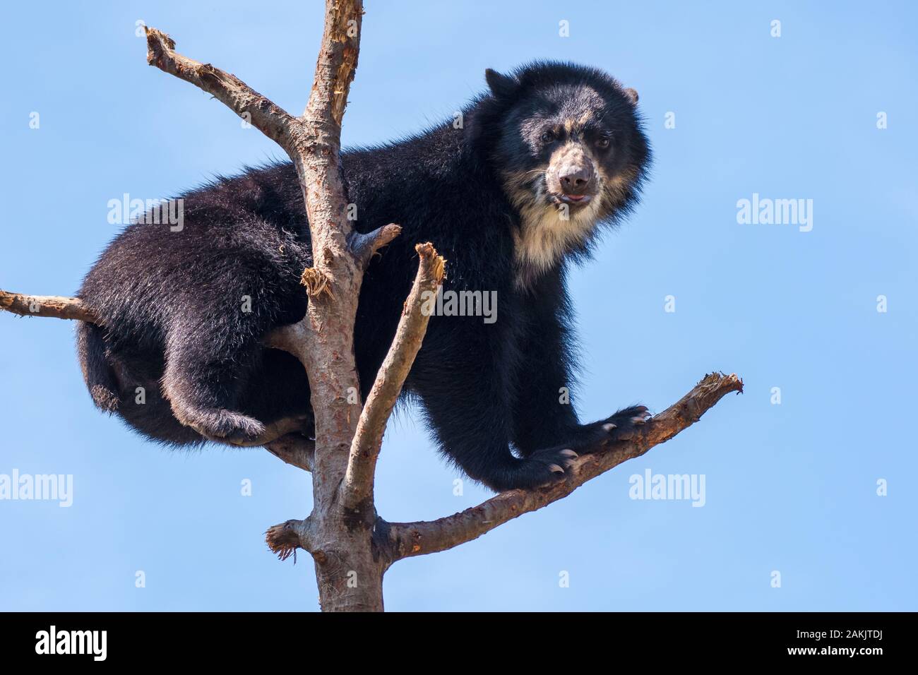 Orso spettacolare - Tremarctos ornatus - in un albero. Orso nativo a corto-faccia dal Sud America che è classificato come vulnerabile Foto Stock