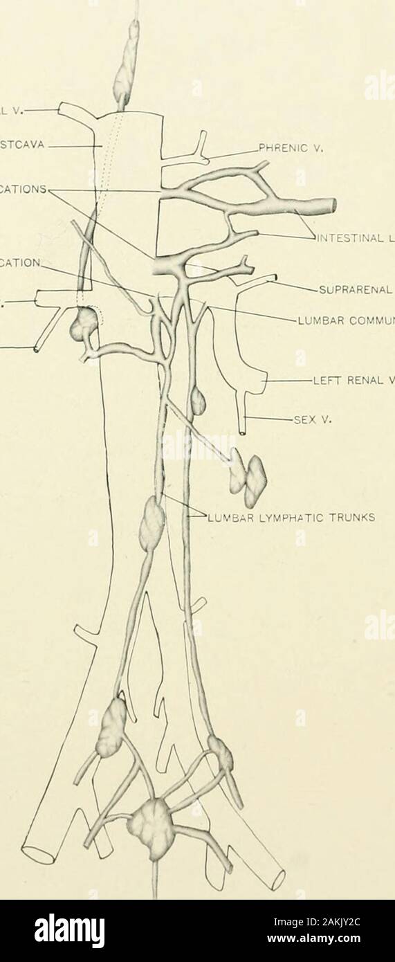 Il giornale americano di anatomia . f l'aorta,o può essere doppio, uno  situato su ciascun lato della aorta, andwith croce numerosi rami di  collegamento tra le due. Regola di Asa, il condotto