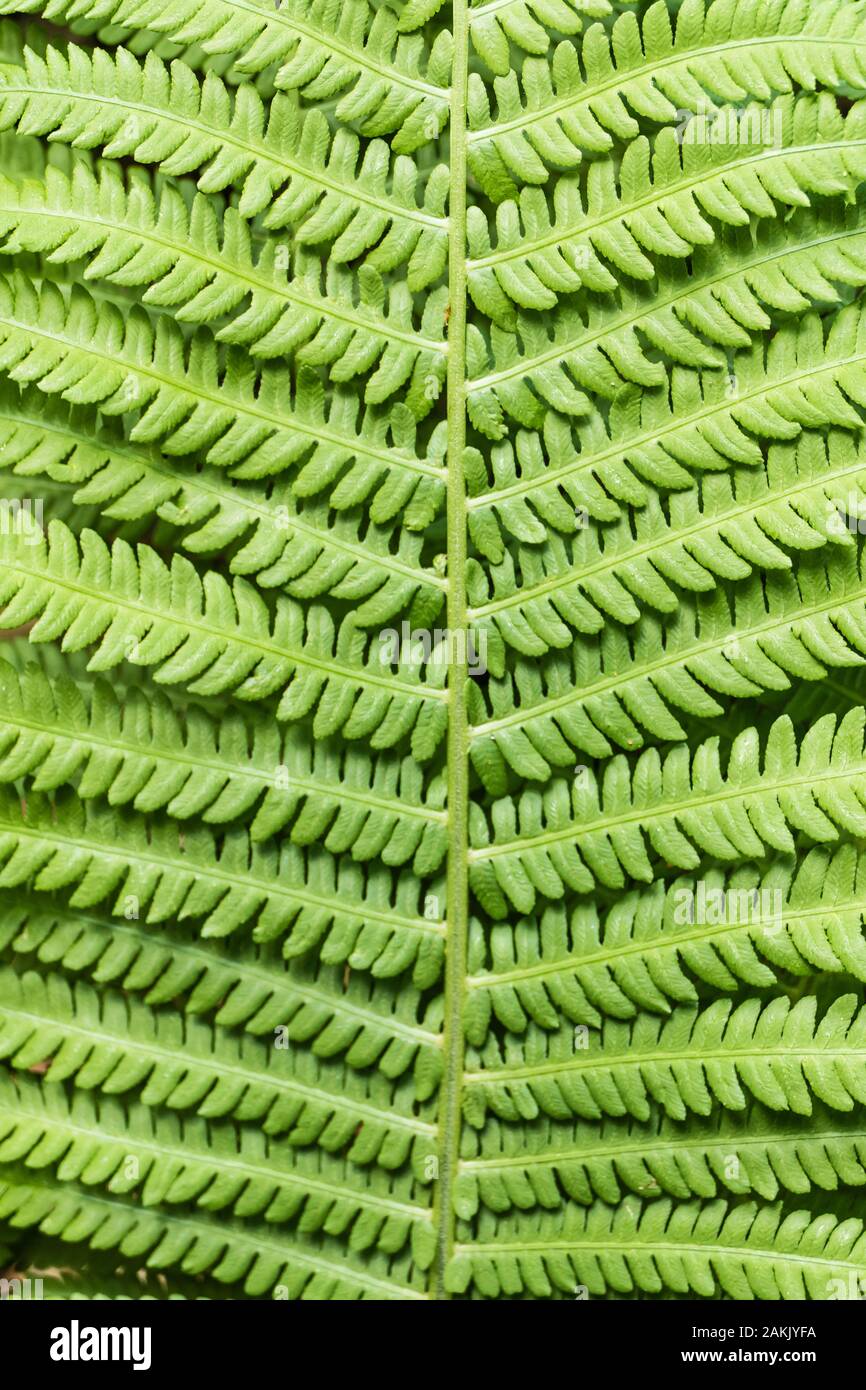 Close-up di una felce lasciare - pattern. Fotografato in umido, boschi ombrosi di Landgoed Schovenhorst, Putten, Paesi Bassi Foto Stock