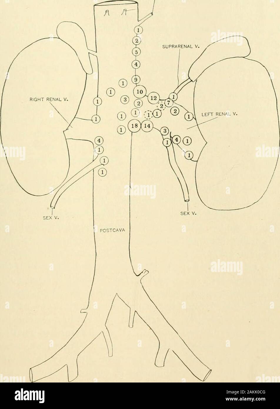 Il giornale americano di anatomia . situato su uno dei lati del mesen-teric arteria. La linea sul lato sinistro della arteryusually mesenterica si apre nella parte sinistra della vena renale, mentre quello sul latodestro side, di regola, si apre nel lato sinistro della postcava, cranialto vena renale. Quanto sopra può essere designata come typicalarrangement, se una disposizione tipica può essere detto di esistere, andis mostrato in fig. 4 (Cebus hypoleucus), e la fig. 8 (Saimirissciurea). In alcuni casi i due tronchi mesenterica entrambi openinto sinistra vena renale (n. 2465, Cebus capucinus), o entrambi openinto il postcava cran Foto Stock