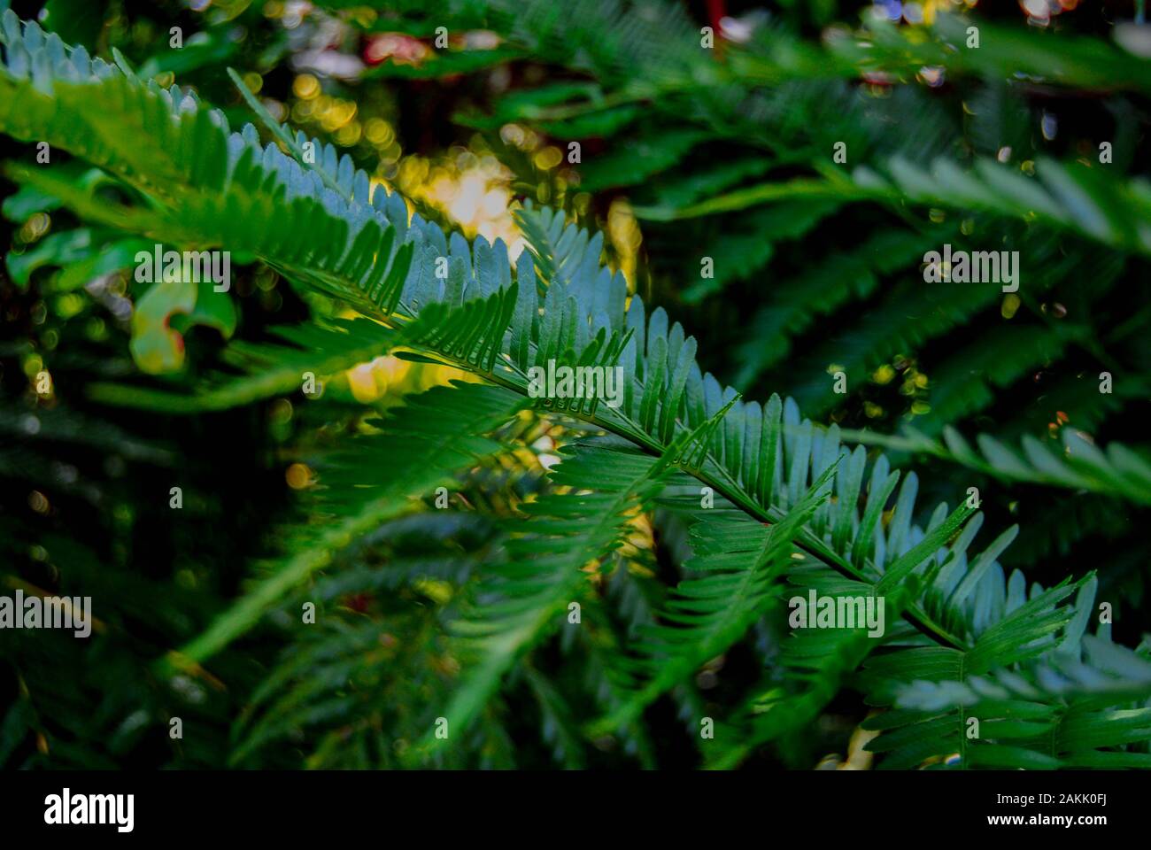 Piccole foglie verdi Foto Stock