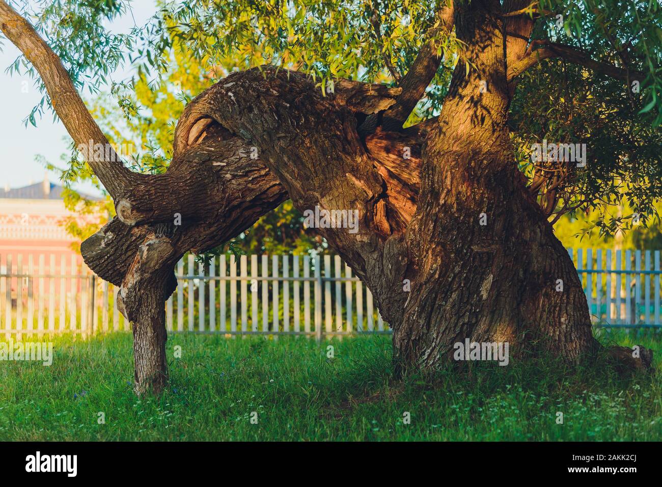 Alberi centenari con ampio bagagliaio e grosse radici al di sopra del terreno Foto Stock