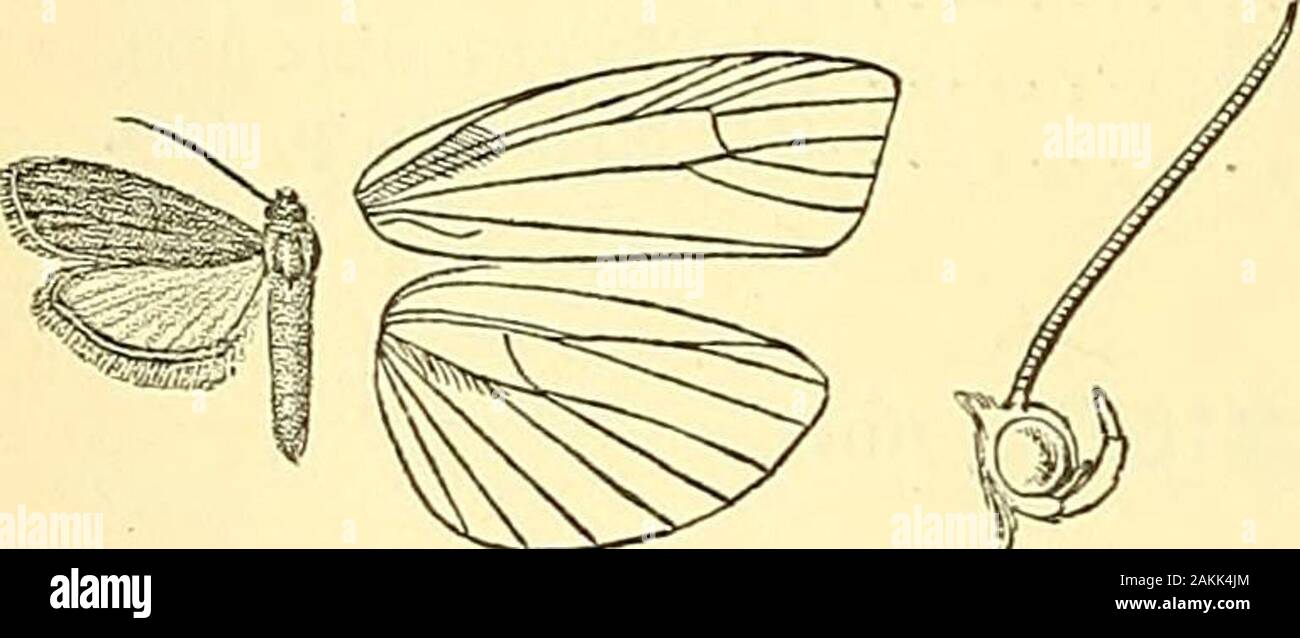 Falene . semihyalineFig ing. 44.-Ephestia cautella, j. §. Biancastro ; le vene e i margini tingono con fuscous.Bab. Aden ; Bhutan; Ceylon; Sumbawa. Eccp., S 14-16,$ 18 millim. Sez. II. Antenne del maschio con l'albero escisso verso la base. 4382. Ephestia rubrimediella, n. sp. Testa e torace irrorated marrone con grigio; addome fuscous.parafango anteriore marrone irrorated grossolanamente con il grigio; una grande medialred-Brown patch o diffusa banda; due macchie discocellular; anill-definito irregolarmente dentato postmedial linea marrone con tracesof altra linea al di là di esso; un indistinto serie marginale di brownspecks. Hind wi Foto Stock