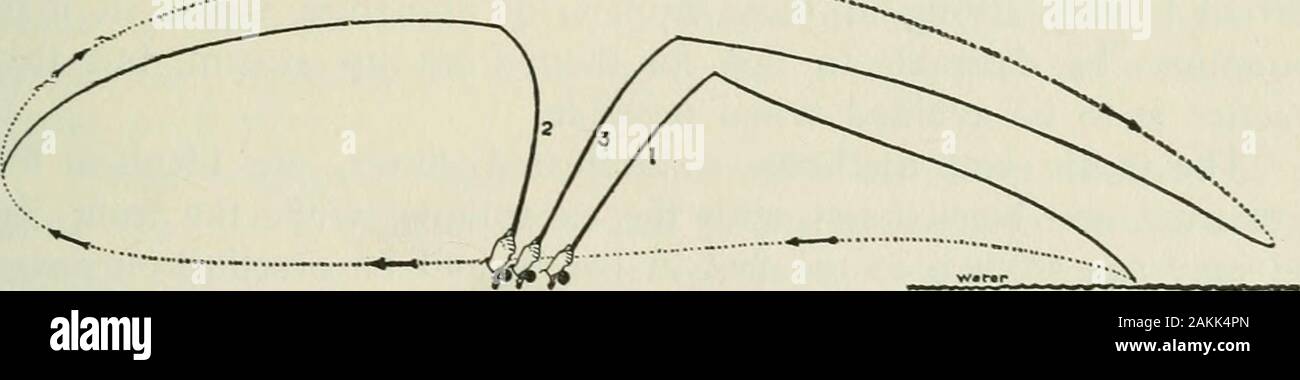 American food e selvaggina Pesci : un popolare conto di tutte le specie in America, a nord dell'equatore, con chiavi per una pronta identificazione, storie di vita e di metodi di cattura . 4. Vento cast. raggiungendo il più lontano punto indietro dal movimento dell'asta frompositions da 2 a 3, il fly spazia verso l'alto e in avanti e poi verso il basso-ward per l'acqua, come indicato dalla linea tratteggiata, in un paraboliccurve. Grossolanamente, mentre il percorso di volo nel cast a mano può essere detto per descrivere quasi una figura 8 nell'aria, trovanella subdole del metodo si muove in un ellisse irregolare.. Cast sottobanco. Il Foto Stock