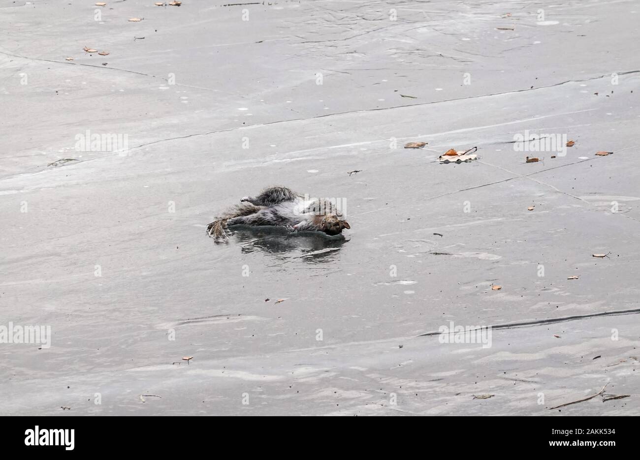 Scoiattolo morti congelati su lastra di ghiaccio in inverno 2019 2020 Foto Stock