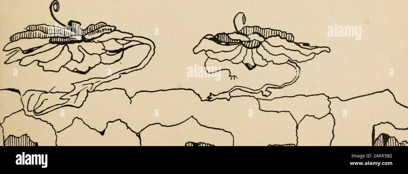 Il piccolo dio bambino verse for grown-ups . s come un flowerThats la maggior parte andati alle sementi,pronto a fiorire di nuovo- Quasi, non abbastanza.indossa silken abiti,Swishy quelle che shineSomething come una fata-qualcosa, non abbastanza.Shes qualcosa di simile a un roseThat le foglie caddero,prevalentemente andato in Cielo - Per la maggior parte, non abbastanza.forse lei parla "angelsIn con i suoi sogni di notte,causa la mattina i suoi occhi brilla luminosa. La Thorn Tree Oh, cari! Ive ha avuto troubleWith il Thorn Tree.penso che deve essere someRelation al bee,Cause hes ha ottenuto un pungiglione che bloccata me.Oh, cari! E le mie calze ha ottenuto un foro-la maggior parte tutto o Foto Stock