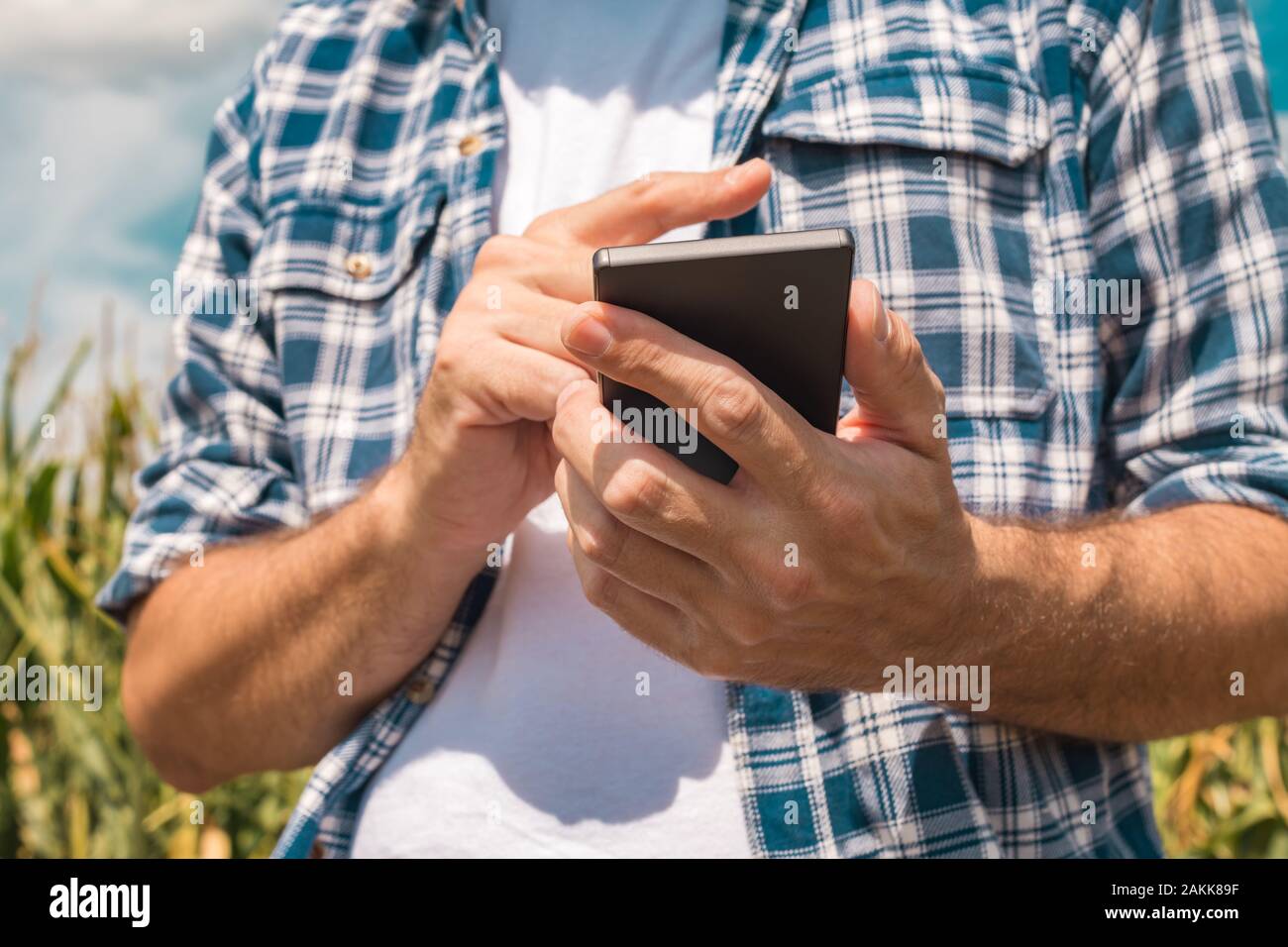 Agronomo la digitazione di un messaggio di testo sullo smartphone nel campo di mais sulle soleggiate giornate estive, utilizzando le moderne tecnologie per la comunicazione in agricoltura, c Foto Stock