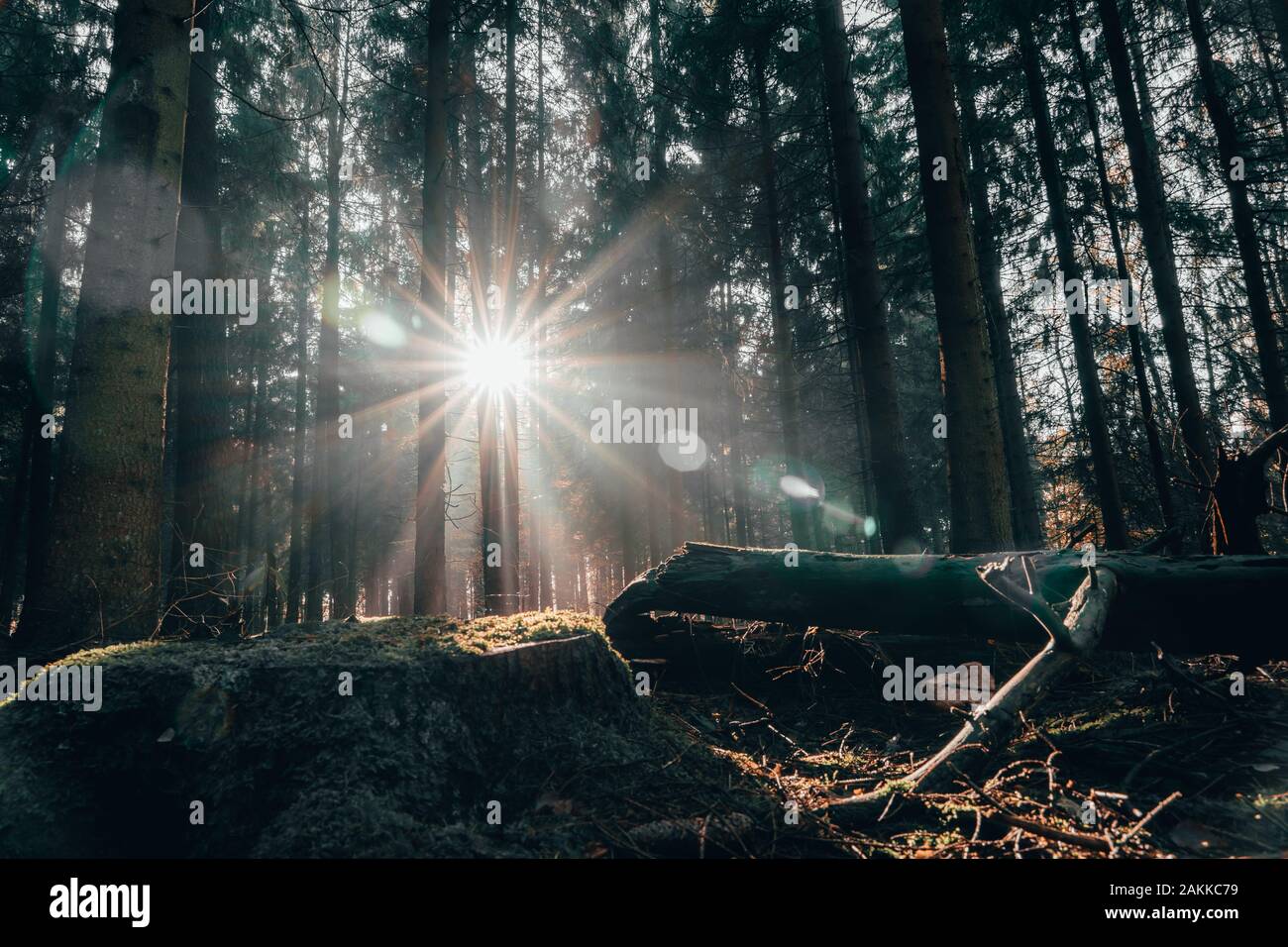Autunno dorato di mattina la luce del sole splende attraverso foreste profonde su un tronco di Luneberg Heide bosco in Germania Foto Stock