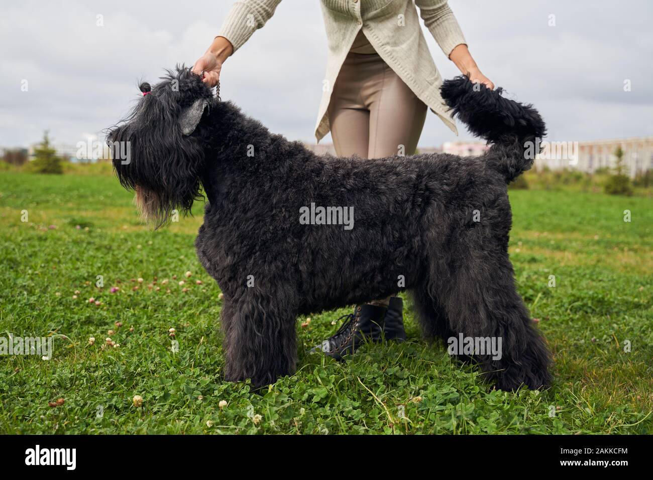 Profilo del corpo. Bellissima coda, shaggy curly fur Foto Stock