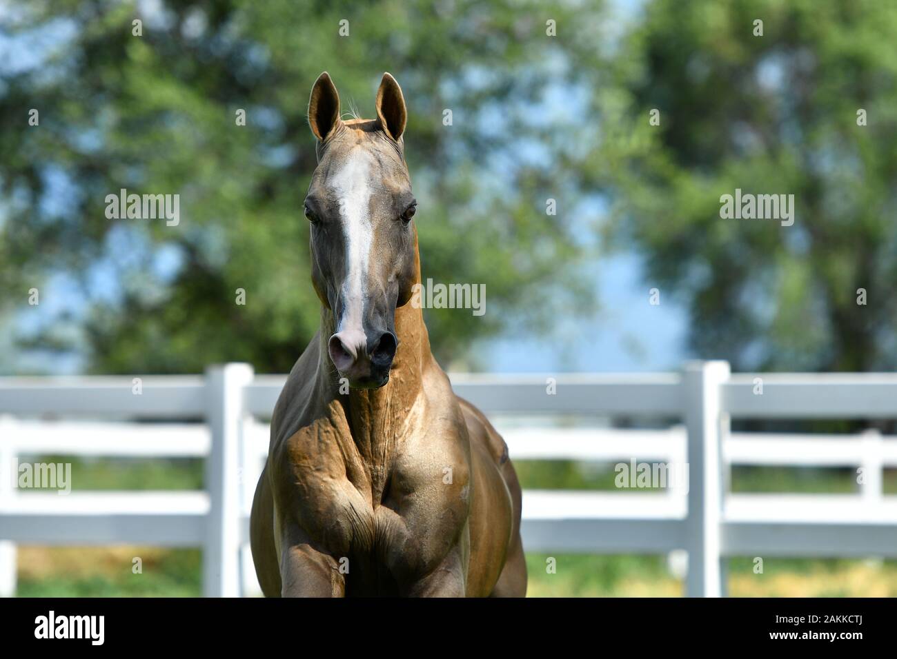Golden palomino Akhal Teke stallone in marcia avanti. Ritratto animale. Foto Stock