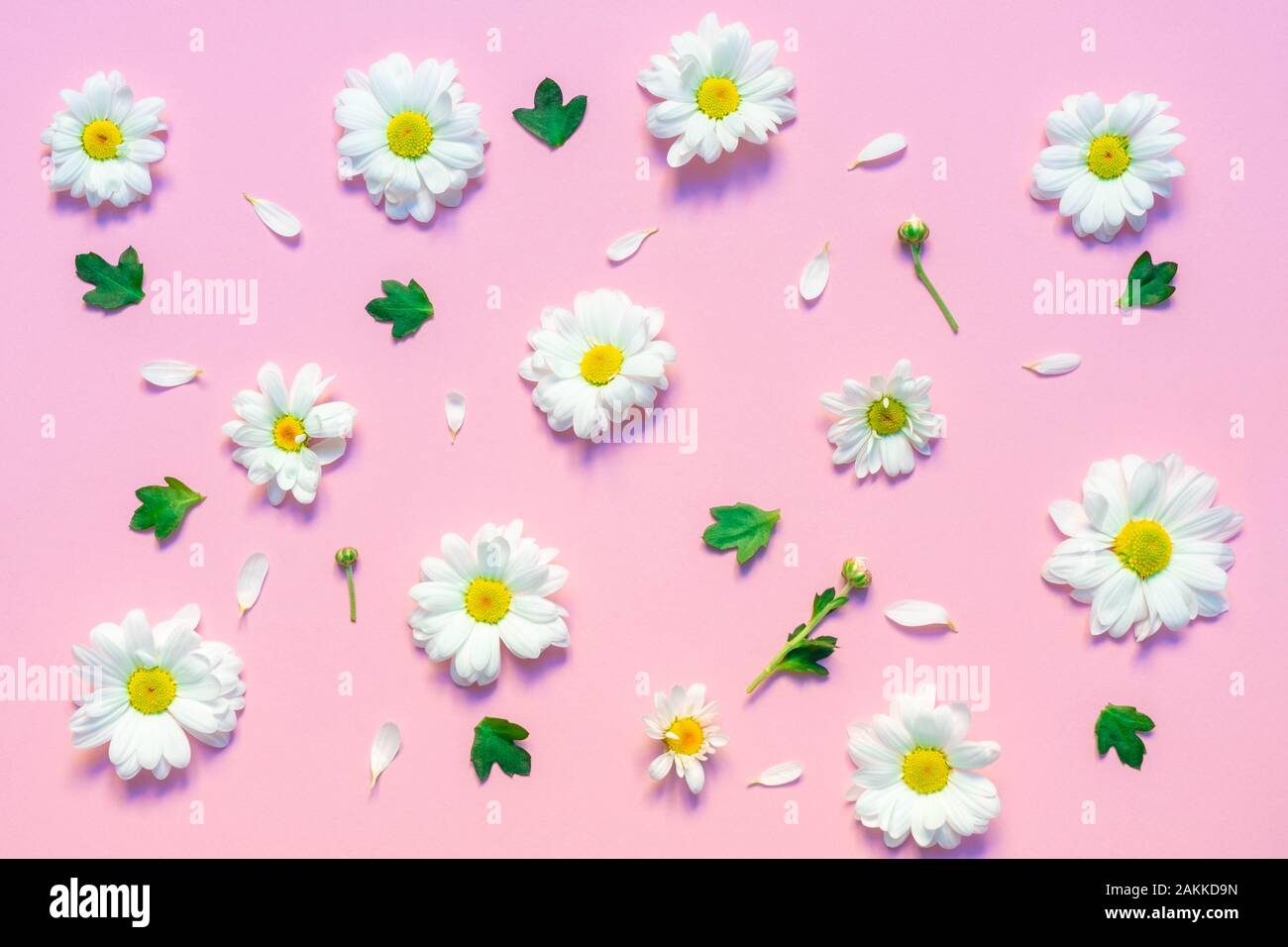 Disegno fatto da fiori di Chrysanthemum bianchi, foglie verdi e petali bianchi su sfondo rosa pastello Foto Stock