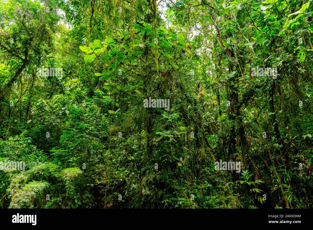 Foresta pluviale brasiliana e la sua fitta vegetazione tropicale. Foto Stock