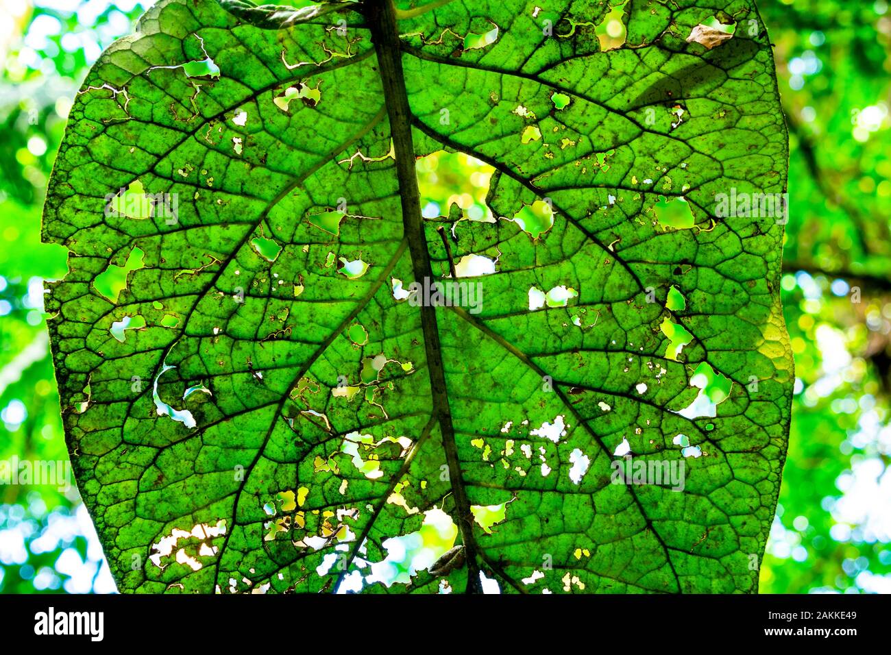 Foglia tropicale pieno di fori realizzati da insetti nella foresta pluviale brasiliana. Foto Stock