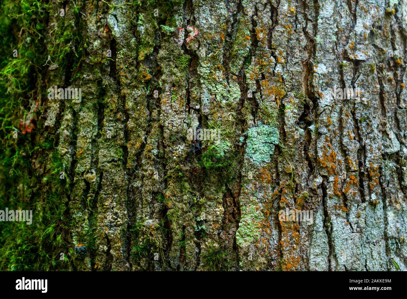 Corteccia di albero pieno di stampo e umida vegetazione Foto Stock
