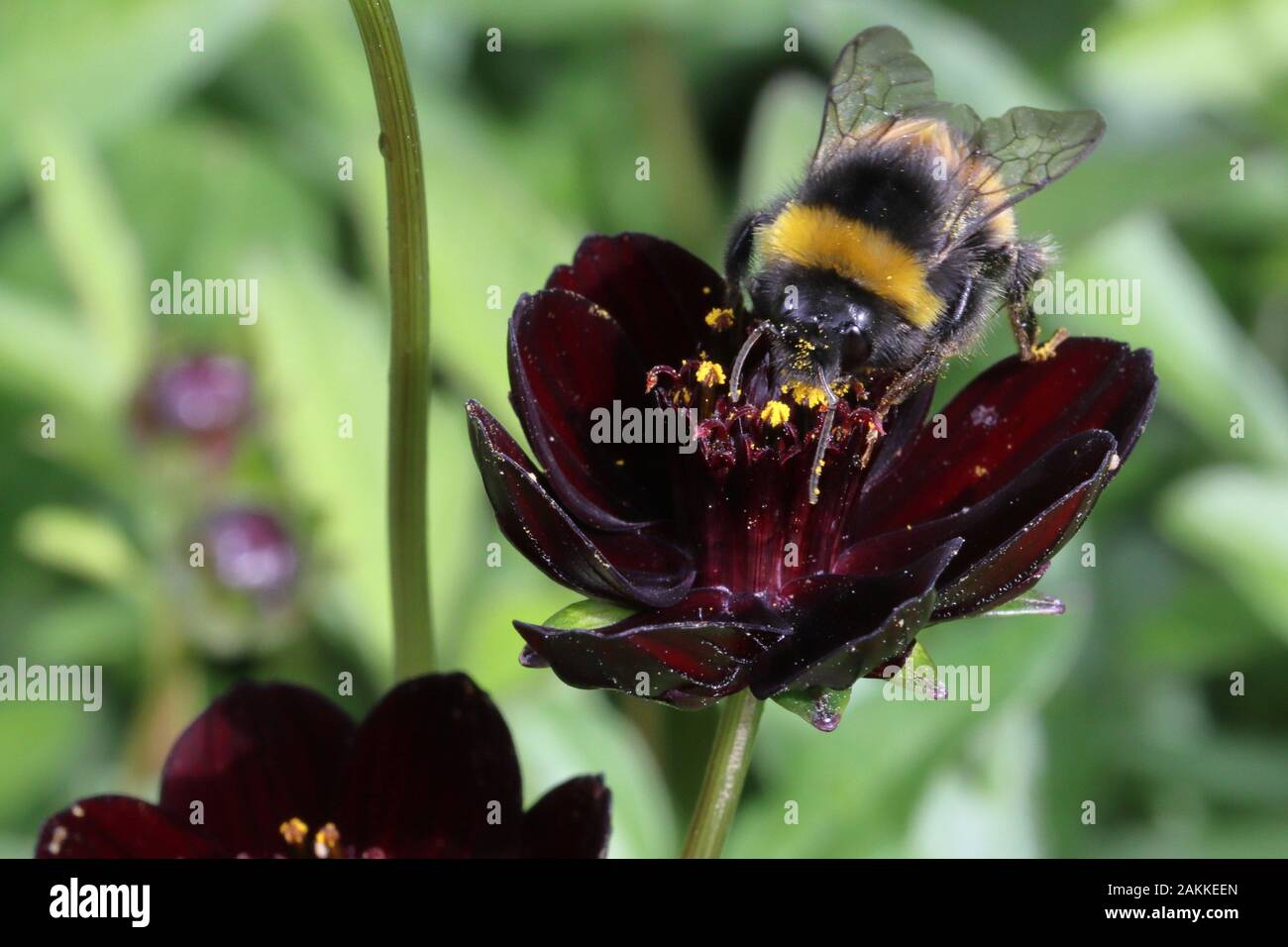 Cosmos atrosanguineus è la diffusione di un perenne tuberosa con pinnately diviso le foglie e a forma di tazza, cioccolato-profumato, maroon-crimson fiore-teste. Foto Stock