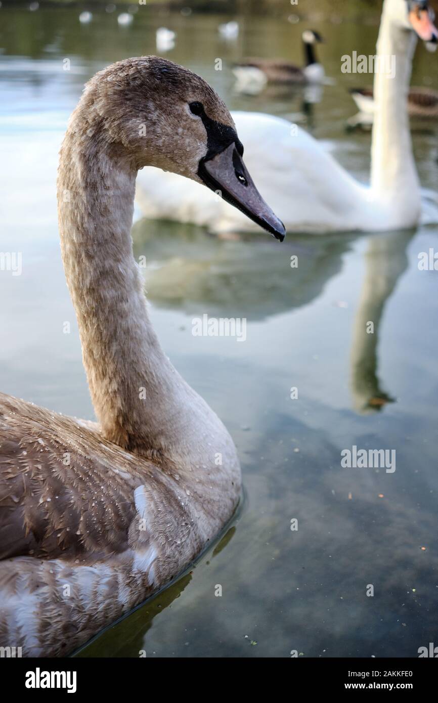 Un cygnet su un laghetto con un adulto swan in background Foto Stock