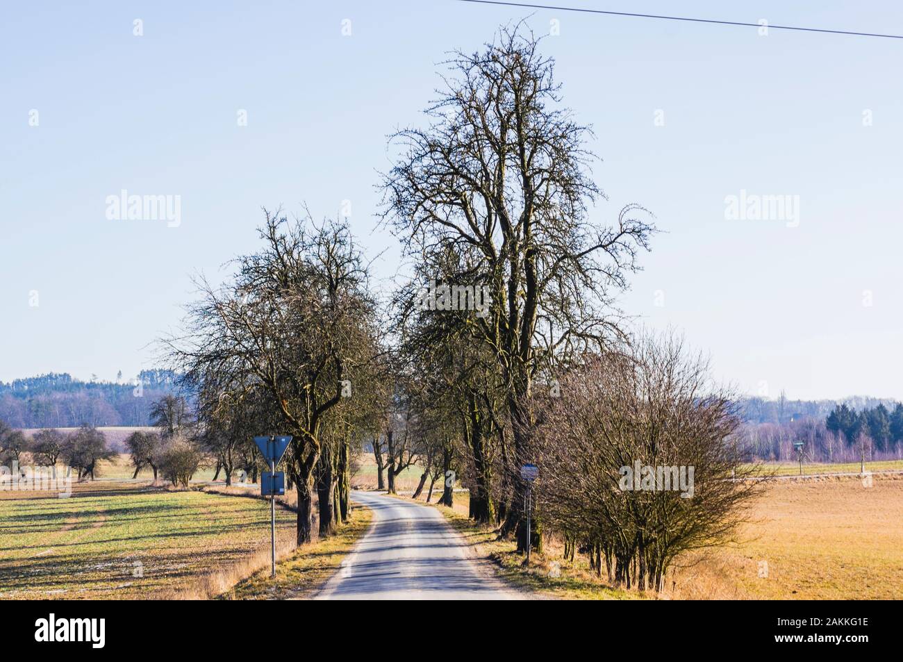 Alberi sul cielo azzurro sfondo nella Repubblica ceca Foto Stock