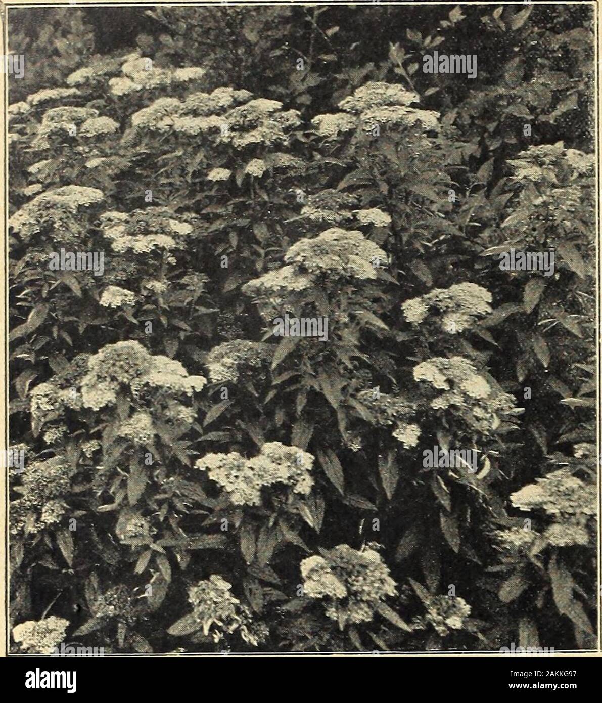 Farquhar's garden : annuale 1918 . ogni 5.00 Japonica flore rubro pleno. Doppio rosso-fioritura al-mond. Double Rose-come i fiori che copre la slenderbranches in gran profusione, prima che le foglie appaiono.50 cts. Ciascun .• 5.00 Pissardi. Viola-lasciarono la prugna. Le foglie giovani areof deep crimson modifica al-ramato rosso. Uno di thebest del rosso o viola-lasciava arbusti, talvolta a-te le dimensioni di un piccolo albero. 50 cts. Ogni . ... 5.00impianti di grandi dimensioni. 75 cts. ogni 7 50 Triloba. Double-fioritura di prugna. Un vistoso e inter-esting tall-arbusto crescente, il cuscinetto nel maggio sulla sua lunga,rami sottili di una ricchezza di Foto Stock