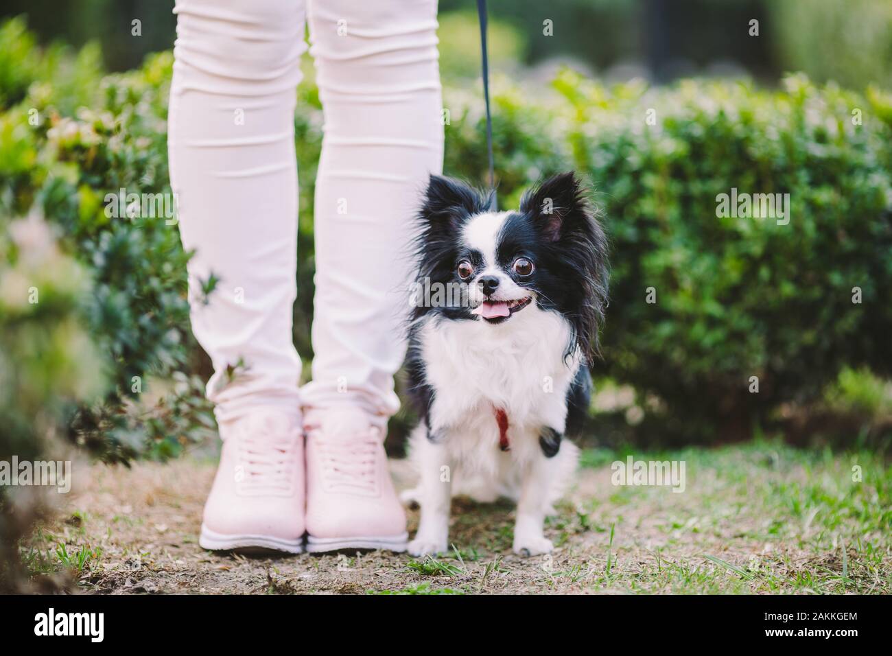 Dog sitter a proprietari di piedi. Close up di chihuahua cane. Chihuahua guardie del cane il proprietario. Gambe femmina e poco divertente capelli lunghi cane, in bianco e nero Foto Stock