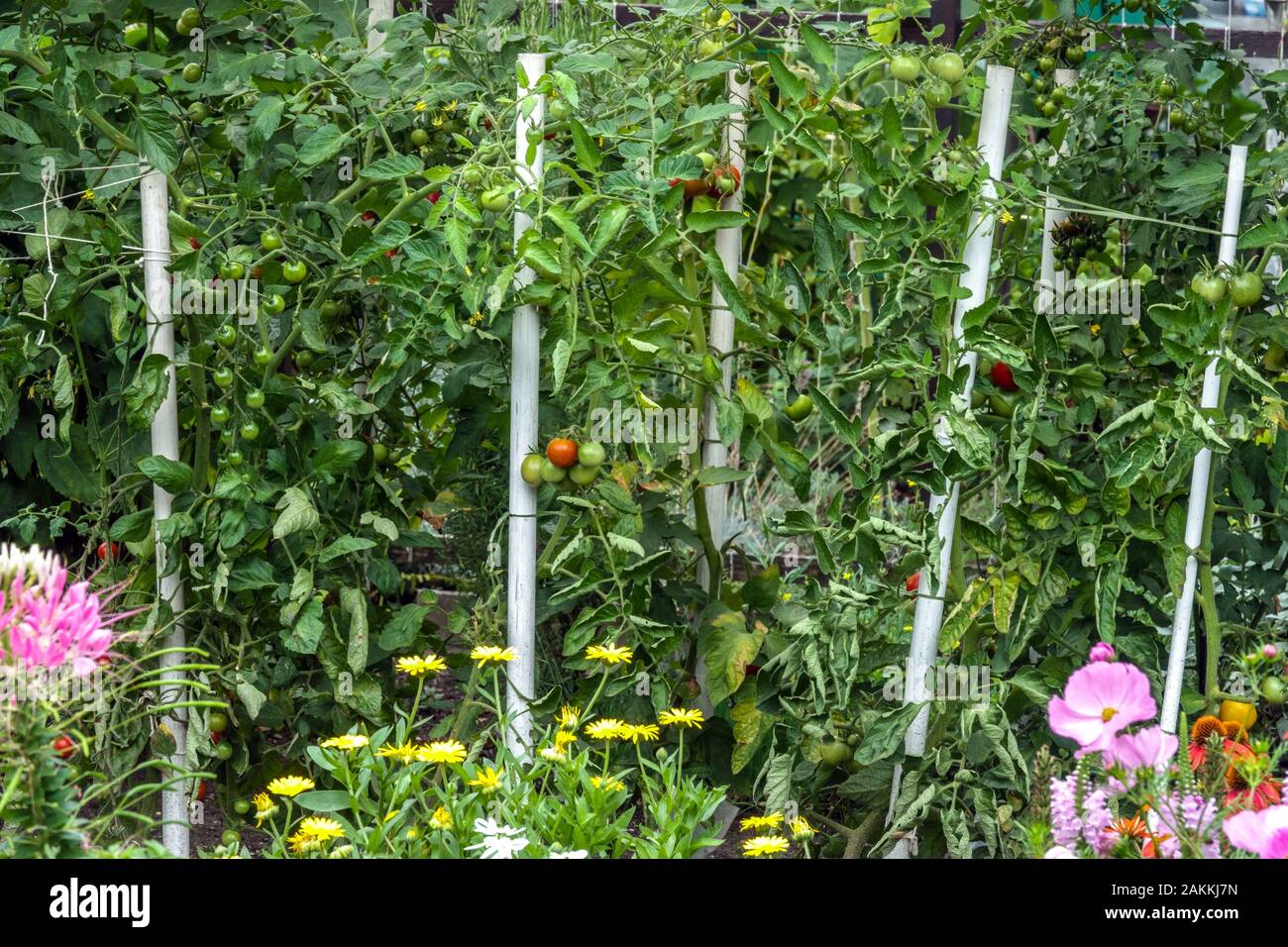 I pomodori maturi maturano nel giardino della vite piante di sostegno piante di pomodoro giardino Solanum supporta i pomodori maturi sui bastoncini di vite Foto Stock