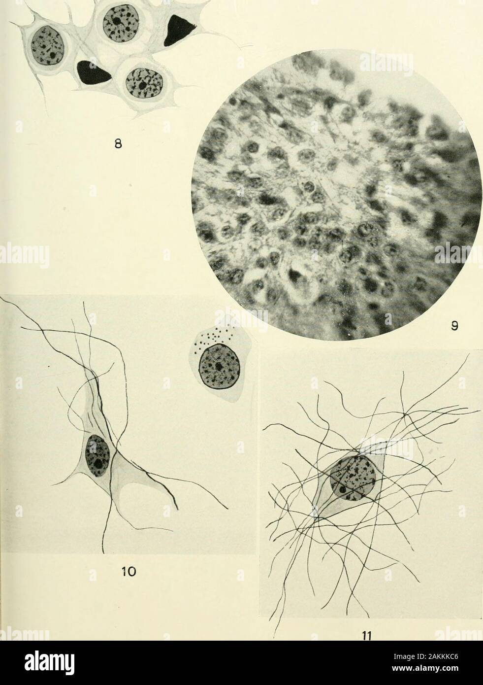 Il giornale americano di anatomia . Il giornale americano di anatomia, VOL. 12, No. 3 273 piastra 3 Spiegazione delle figure 8 neuroglia due e tre inter-neuroglia cellule dal corpo pineale di agnello.X 1500. 9 microfotografia di regione periferica del corpo pineale di agnelloni pervisualizzare il carattere del parenchima, neuroglia cellule e fibre, e inter-neurog-lia cellule. 10 Xeuroglia cella con fibre, e inter-neuroglia cella con granulesfrom melanico agnelloni. X 1500. 11 Nueroglia cella con fibre adiacenti dal corpo pineale di agnelloni. X1500. Ho 274 corpo pineale DI OVINI H. E. GIORDANIA PLAT Foto Stock