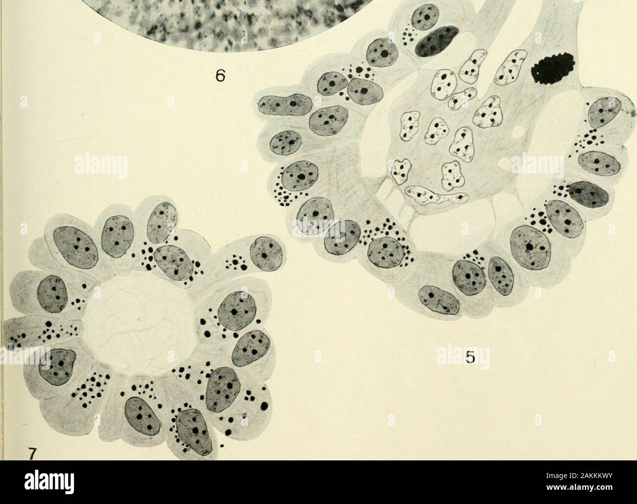 Il giornale americano di anatomia . ? T -v- s&GT; , Sir. Il giornale americano di anatomia, VOL. 12, No. 3 273 piastra 3 Spiegazione delle figure 8 neuroglia due e tre inter-neuroglia cellule dal corpo pineale di agnello.X 1500. 9 microfotografia di regione periferica del corpo pineale di agnelloni pervisualizzare il carattere del parenchima, neuroglia cellule e fibre, e inter-neurog-lia cellule. 10 Xeuroglia cella con fibre, e inter-neuroglia cella con granulesfrom melanico agnelloni. X 1500. 11 Nueroglia cella con fibre adiacenti dal corpo pineale di agnelloni. X1500. Ho 274 corpo pineale di SH Foto Stock