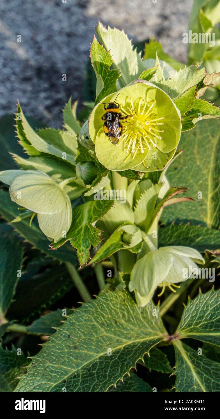 Helleborus Lividus flower closeup Foto Stock