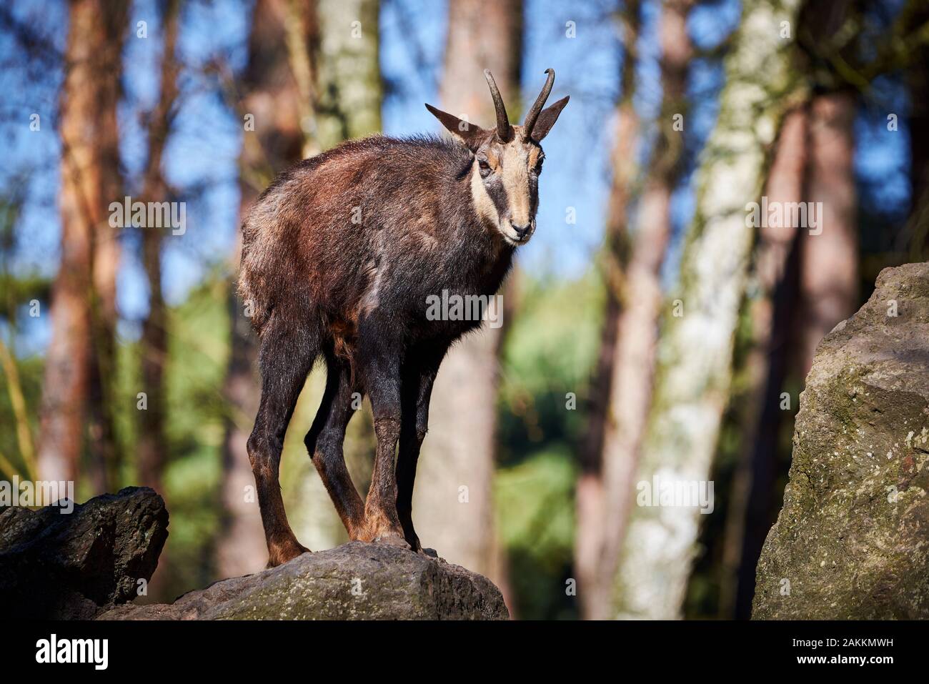 Il camoscio capra su rocce (Rupicapra rupicapra) Foto Stock