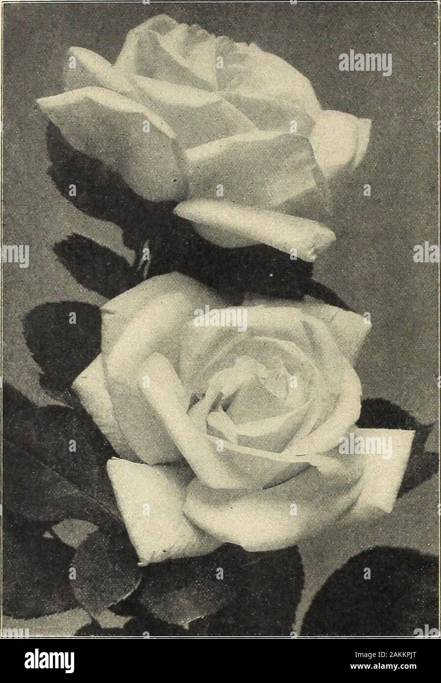 Farquhar's garden : annuale 1918 . bello gemme; distinti e buona. Harry Kirk. Deep-zolfo giallo passando per una sfumatura più chiara a bordodella petali. Grande, piena e perfetta forma, boccioli lunghi e elegante. Lady Hillingdon. Una molto libera-blooming varietà con attractiveflowers di deep-ramato giallo; boccioli lunghi e appuntite. Madame Lambard. Salmone rosa ombreggiato, molto variabile nel colore,forma fine, buona abitudine, libero bloomer. Maman Cochet. La luce rosa ombreggiata con salmone e giallo-petalssplashed esterna con rosa brillante. La sig.ra Foley Hobbs. Delicato bianco avorio venato debolmente rosa chiaro onedge di petali; blumi grandi e di Foto Stock