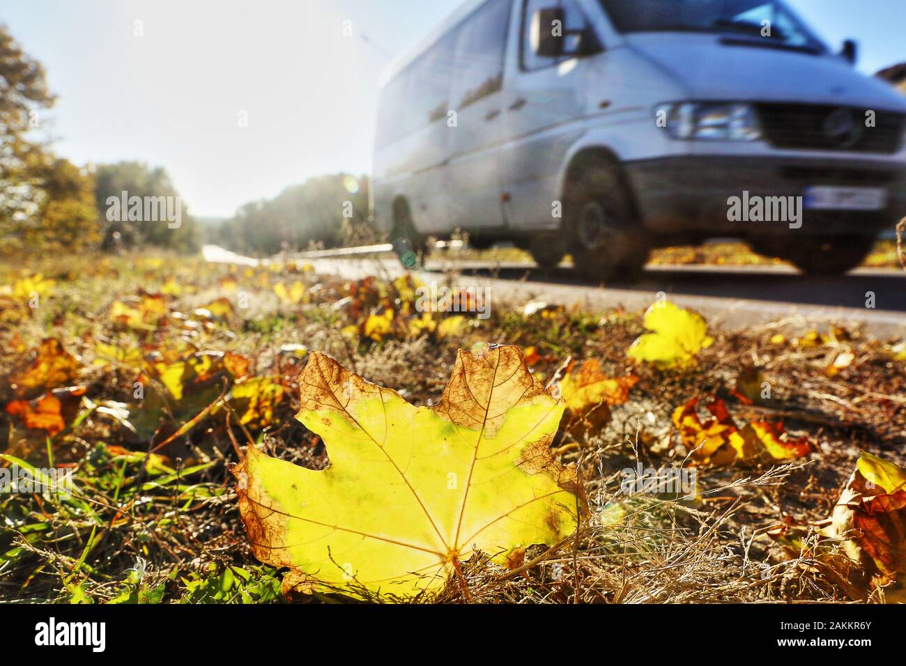 Estate Indiana, auto in mezzo autunno caldo sulle strade ucraine, nel clima mite del sud est Europa. Giallo maple leaf in appoggio sull'erba sul ciglio della strada Foto Stock