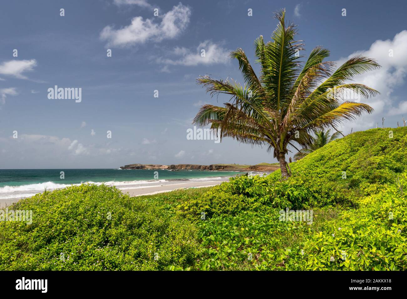 Palm tree ad Anse Trabaud, in Martinica. Foto Stock
