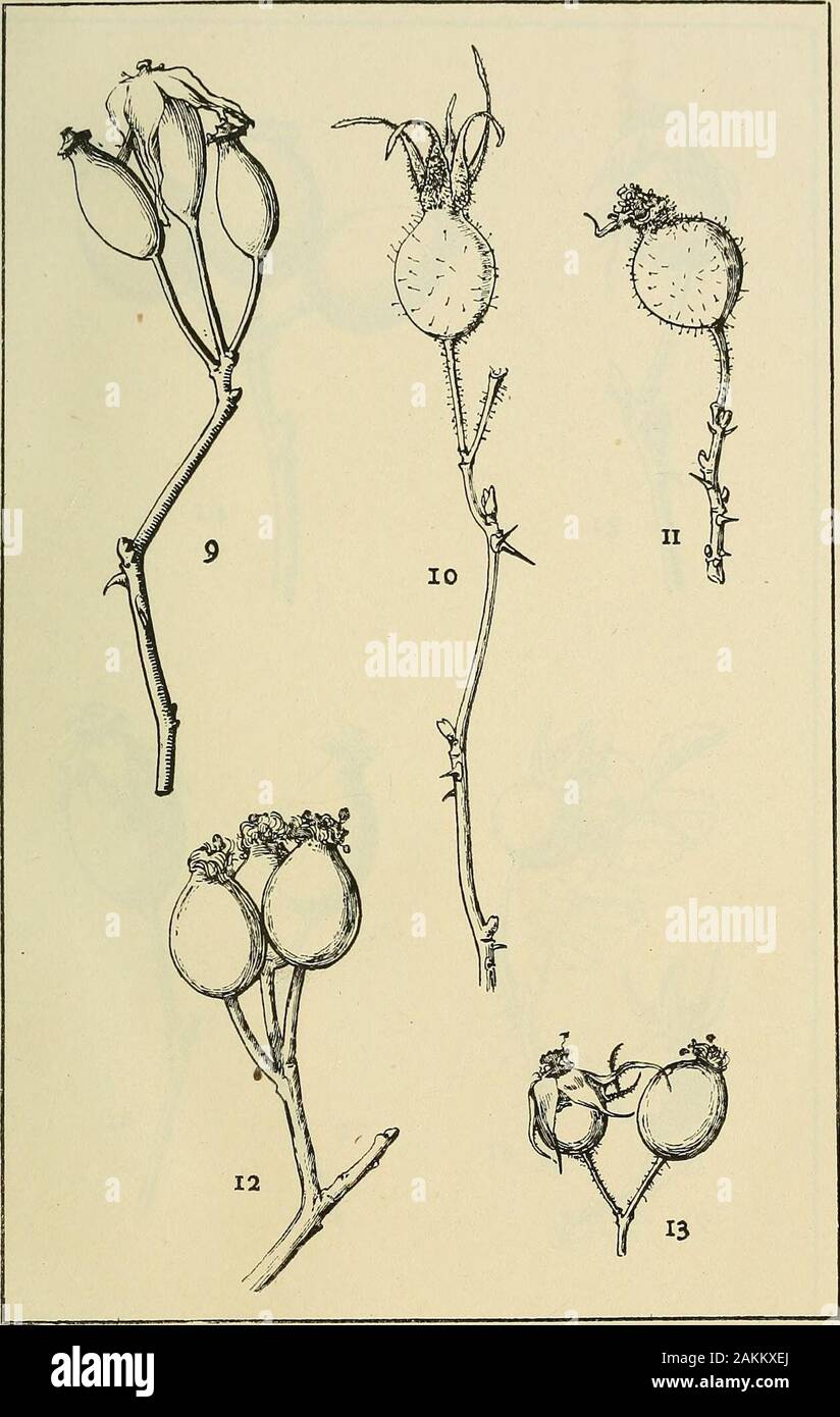 Le transazioni della storia naturale della società di Northumberland, Durham e Newcastle-upon-Tyne . Piastra XVII.-Fig. 7. Mature e la maturazione dei frutti di un rnhiginosa (Rubiginosce).Fig. 8. Frutto di R. mollis ( Villosce) assolutamente maturi. t;M GENERE ROSA. Piastra XVIII.-Fig. 9. Yxi oiRosa dtimetortim (Eiuanina). Fig. 10. Frutto ol R. omissa ( VilloscE)]xi. mature. Fig. II. Frutto di un, emissa in ottobre. ^ Fig. 12. La frutta o{ R. biserrata (EucaniniE) ^u^è maturo. ? ^Fig. 13. Frutto di un, micrantha (A.t^rcstcs insx). mature. Il genere ROSA Foto Stock