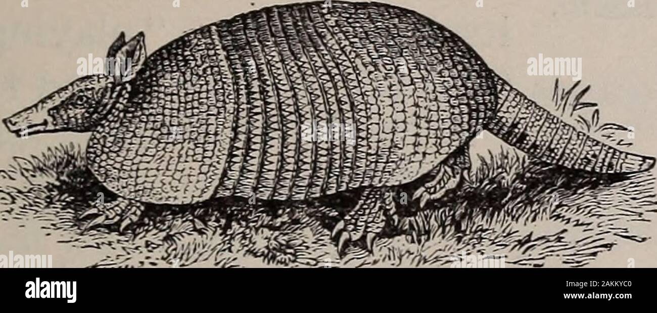 Storia naturale di animali; . Fig. 95. - American istrice. Lepri. Lepri si trovano in quasi tutti i paesi. In Americathere sono circa trenta tipi. Essi sono timidi, andhave un abitudine di stampaggio con le zampe posteriori whenalarmed. La lepre comune, o coniglio bianco, abouttwenty pollici lungo, è marrone in estate e il bianco inwinter. Essa vive nella spessa paludi, raramente entersholes quando perseguiti, ma dipende per la sicurezza su i suoi mammiferi sdentati : i marsupiali. 69 fleetness. Segue sempre gli stessi percorsi. Il GrayRabbit è minore e non trasformarsi in bianco in inverno. Mammiferi sdentati, o Edentates. Ede Foto Stock Storia naturale di animali; . Fig. 95. - American istrice. Lepri. Lepri si trovano in quasi tutti i paesi. In Americathere sono circa trenta tipi. Essi sono timidi, andhave un abitudine di stampaggio con le zampe posteriori whenalarmed. La lepre comune, o coniglio bianco, abouttwenty pollici lungo, è marrone in estate e il bianco inwinter. Essa vive nella spessa paludi, raramente entersholes quando perseguiti, ma dipende per la sicurezza su i suoi mammiferi sdentati : i marsupiali. 69 fleetness. Segue sempre gli stessi percorsi. Il GrayRabbit è minore e non trasformarsi in bianco in inverno. Mammiferi sdentati, o Edentates. Ede Foto Stock