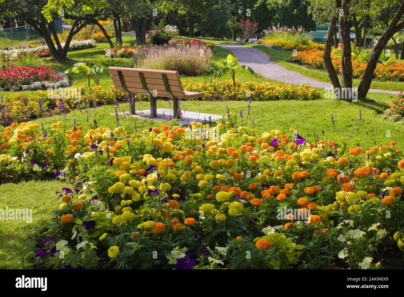 Frontiera con il giallo e arancione Tagetes - Calendula, bianco fiori di petunia in parte ombreggiato da alberi decidui in estate, Centro de la natura giardino pubblico. Foto Stock