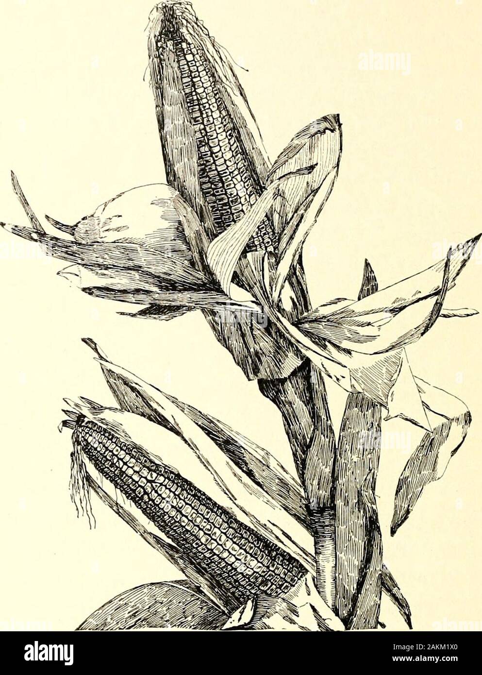 Catalogo scolastico, 1890-1891 . Lezioni teoriche e pratiche di laboratorio. Le sostanze elementari. Modifiche chimiche. Elementi non metallici. Teoria di atomi e molecole. L'applicazione di pesi atomici. Equazioni chimiche e la loro interpretazione. 46 acidi, basi e sali. Elementi metallici. Sodio, Potassio, argento, calcio, bario, stronzio, piombo, magnesio, zinco, cadmio, alluminio, cromo, manganese, ferro, cobalto, nichel, rame, mercurio, stagno, GoldPlatinum. Analisi qualitativa. Il rilevamento di elementi metallici. La rivelazione di acidi. Analisi dei vari sali. Secondo anno.La tintura. Industriale e Org Foto Stock