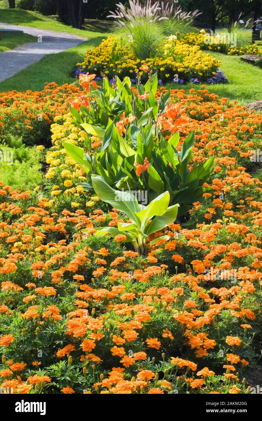 Confine con orange Tagetes - Calendula fiori e Canna - Indian Shot piante in estate, Centro de la natura giardino pubblico, Laval, Québec, Canada. Foto Stock