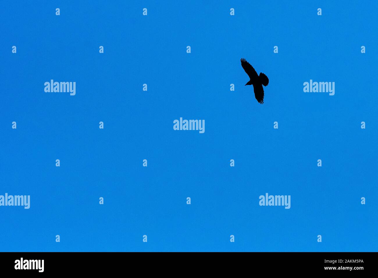 Silhouette di comune raven volare fino in alto nel profondo blu del cielo Foto Stock
