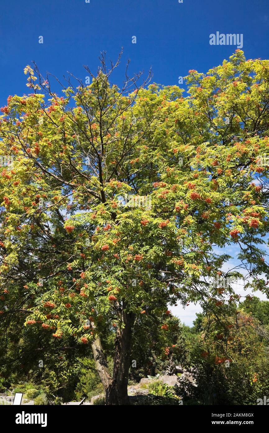 Sorbus americana - American Mountain frassino cuscinetto bacche arancio in estate, Montreal Giardino Botanico, Quebec, Canada Foto Stock